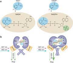 Illuminating Redox Biology Using Nadh And Nadph Specific Sensors Nature Methods