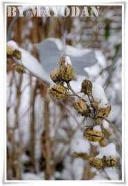 Wintereinbruch Winter Wintereinbruch Garten