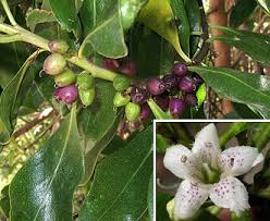 Image result for Myoporum laetum