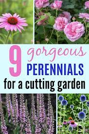 Pin On Hometalk Gardening