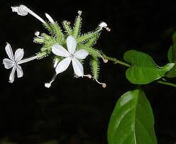 Image result for Plumbago zeylanica