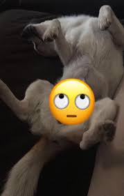 Intruder enters the neighborhood suddenly