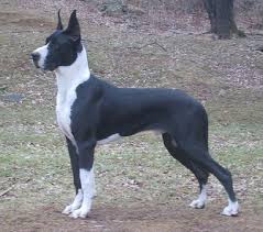 Beautiful female great dane puppy with all of her shots and akc registration. Mantle Great Dane Great Dane Mantle Great Dane Cute Funny Dogs