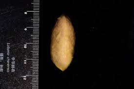 Image result for Albertisia