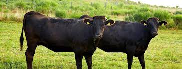 Is Kobe Beef The Same As Wagyu 5 Great Questions And Answers