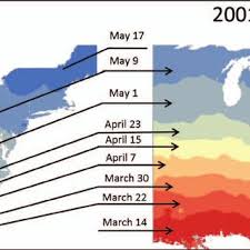 Veyrubyjane hılang perawan umur 16tahun karena. Pdf Assessing Migration Of Ruby Throated Hummingbirds Archilochus Colubris At Broad Spatial And Temporal Scales