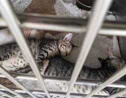 Their coat is soft with markings that are spotted or marbled in various shades a person who would enjoy and yet be tolerant of their cat getting into cupboards and on top of virtually anything tall would do well with this breed. Kill Rate Too High Group Seeks Changes To Animal Shelter Standards Hawaii Tribune Herald