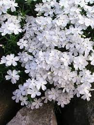 Phlox White Bluestone Perennials Creeping Phlox White Plants Ground Cover
