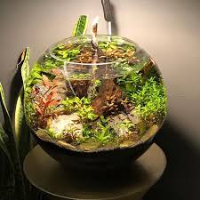 2 Layers Of Soil Dirt Planting Soil In Bottom And Dophin Aquatic Bio On Top Ludwigia Repens Rotala Indica Bacopa Carolinia Nano Aquarium Plants Soil Layers