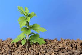 Image result for oak sapling