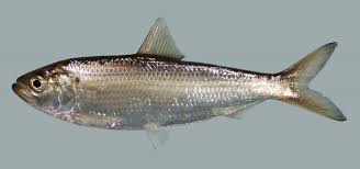 Image result for Allophylus pseudopaniculatus