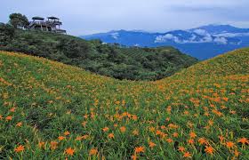 遊記 花蓮縣 玉里鎮赤科山 千噸神龜 三巨石 汪家古厝 萱園居 小台灣 金針大道 富里鄉六十石山 小瑞士觀景台 忘憂亭一覽金針花海 銀河 雲海 琉璃光 雨曝 夕陽斜射光 日出火燒雲美景 交通 租機車 住宿 火車 拍攝 地圖 拍攝點 即時花況 即時影像