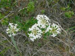 Image result for Thymelaeaceae