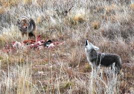 Sometimes faith is beyond our reach, The Dying Art That Shaped America Targeted Trapping Mossy Oak