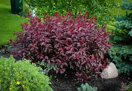 Purple Leaf Sandcherry Shrubs For Sale The Tree Center