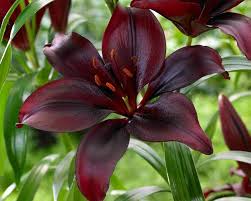 Space each group about 3 to 4 feet apart so they can grow to their full mature size. Lily Mapira Asiatic Bluestone Perennials