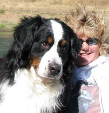 18 oct 2003 breeder & owner: 12 Bernese Mountain Dogs Two Dachshunds Lost In Wine Country Fire Houston Chronicle