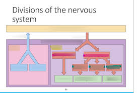 divisions of the nervous system flow chart diagram quizlet