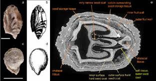 Image result for Cissus petiolata