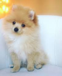 Pin On Man S Best Friend