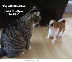 Big Cat And Small Dog Funny Animal Pictures Funny Animals Funny Cute