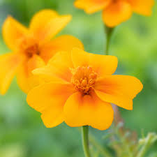 Image result for tagetes)