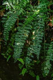 Image result for Asplenium dregeanum