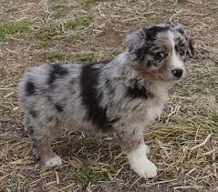 We did not find results for: Puppies Mountain Wrangler Aussies Australian Shepherd Puppies For Sale