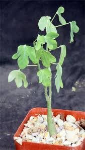 Image result for Adenia