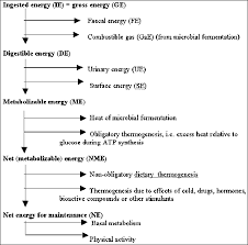 Chapter 3 Calculation Of The Energy Content Of Foods Energy Conversion Factors