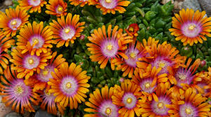 Image result for Delosperma spp.