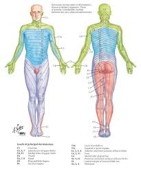 Large muscles and an intricate network of ligaments in your lower back support serve to stabilize your spine and power your twisting and bending movements. Pin On Fascia Blasting