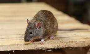 Signs of rat infestation in Kenya homes