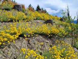 Image result for Helichrysum lastii