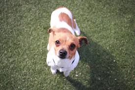 Visit us at 1450 rollins road in burlingame to score some great deals! Canine College Training Pets In Need