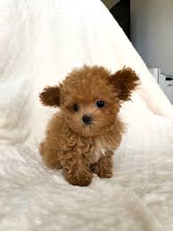 These maltipoo puppies located in florida come from different cities, including, palatka, miami, hudson, fleming island , deltona. Maltipoo Puppies Teacup For Sale Novocom Top