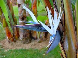 Retrouvez ici le détail de la procédure pour toutes les banques et pour tout type de virement. Strelitzia Oiseau De Paradis Culture Entretien Et Varietes