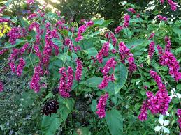 Image result for Vismia orientalis