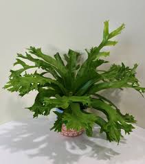 Image result for Asplenium ceii