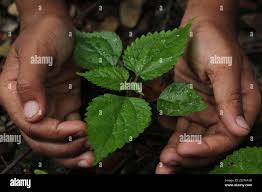 Image result for Scepocarpus trinervis