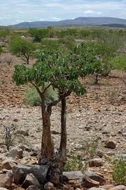 Image result for Adenium boehmianum