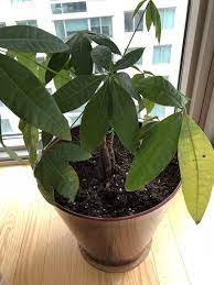 Please Help With My Money Tree Leaves Keep Turning Yellow With Spots Gardening Garden Diy Plant Leaves Turning Money Trees Plant Leaves Turning Yellow
