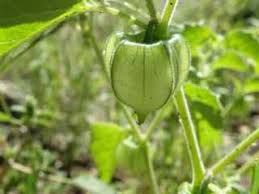 Image result for Physalis pubescens