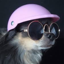 Komik Pet Sapka Kopek Kask Motosiklet Icin Abs Kap Kucuk Orta Kopekler Kediler Fransiz Bulldog Yaz Aksesuarlari Dogum Gunu Parti Giysileri Kopek Sapkalari Aliexpress