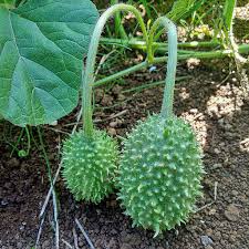 Image result for Cucumis cinereus