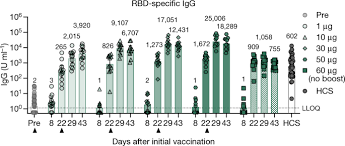 2 doses, 4 weeks apart type: Covid 19 Vaccine Bnt162b1 Elicits Human Antibody And T H 1 T Cell Responses Nature