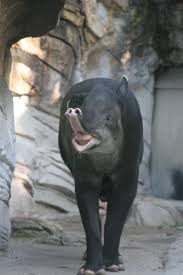 We will always provide top quality animals, products, and services to our customers. Tapir Jacksonville Zoo And Gardens Photo Mark Sheppe Animals Animal Family Animal Conservation