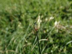 Image result for Isachne mauritiana