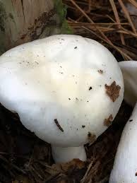 Image result for Russula perlactea