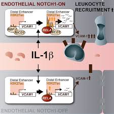 Inhibition Of Endothelial Notch1 Signaling Attenuates